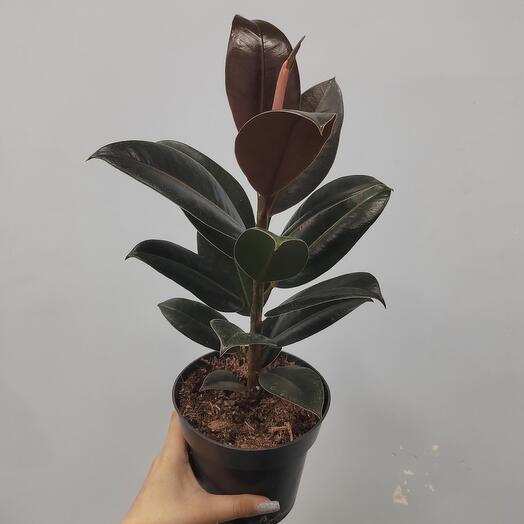 Фикус 🌱