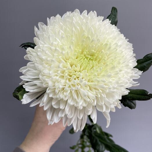 Хризантема одноголовая шар