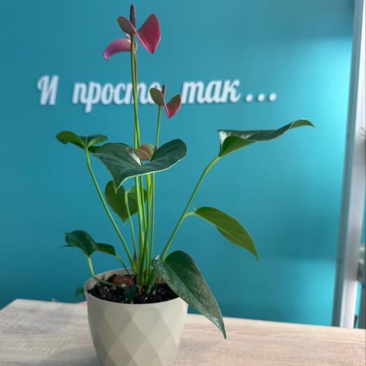 Антуриум -мужское счастье
