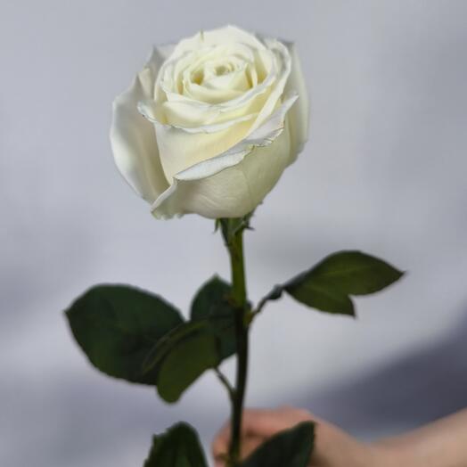 Rosa blanca