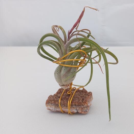 Tillandsia sobre Citrino