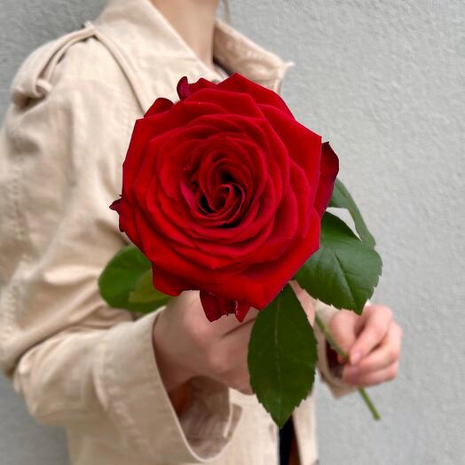 Красная Роза ред Наоми