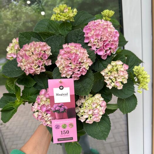 Magical evolution pink Гортензия Hydrangea 150 дней цветения
