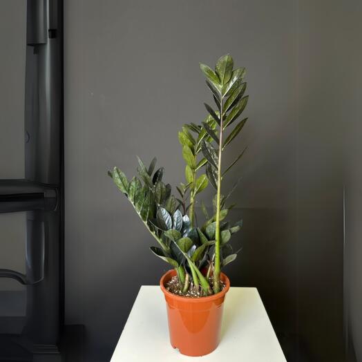 Замиокулькас 60 см