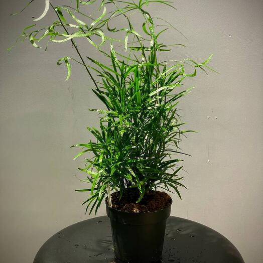 Аспарагус Фалькатус