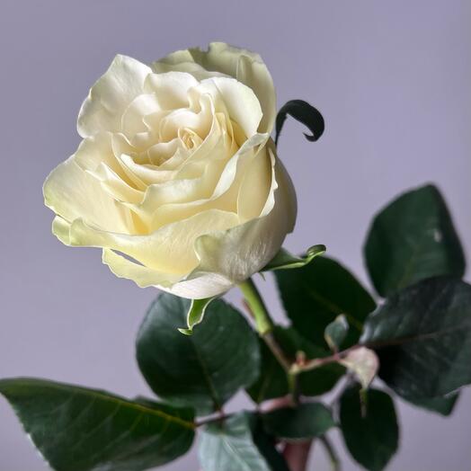Белая эквадорская Роза