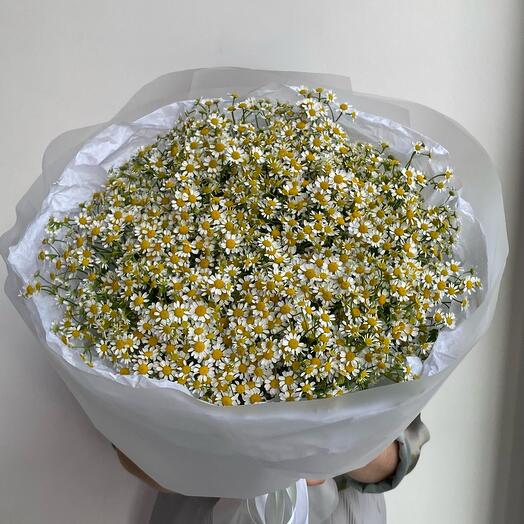 Моно букет из кустовых ромашек 51 шт