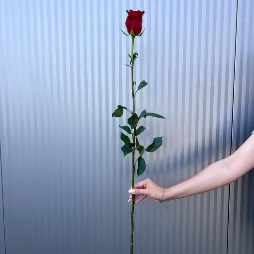 Красная роза Эквадор 80см