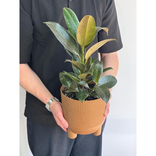 Фикус Мелани пересаженный в кашпо