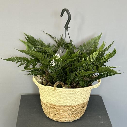 Папоротник Даваллия в корзине ☘️