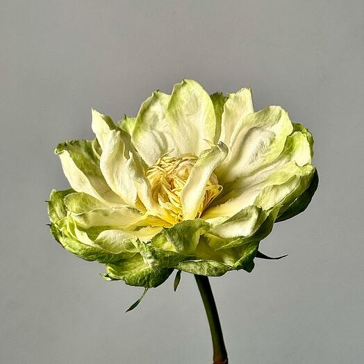 Rosa verde Veggie"crecer"