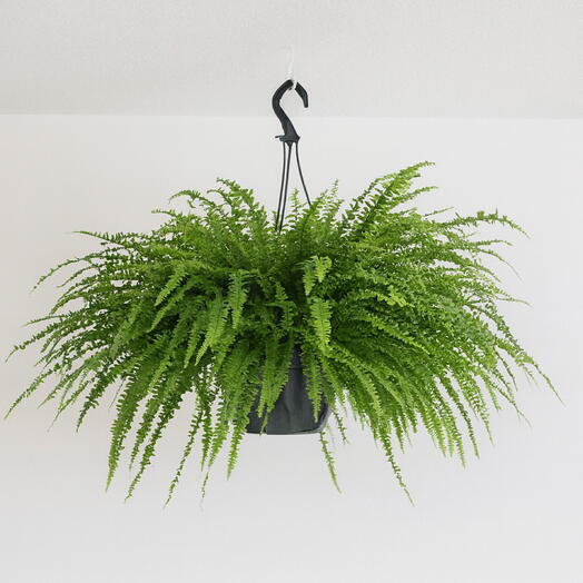Nephrolepis