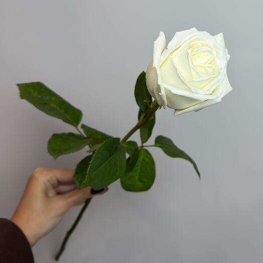 Белая роза 60 см Mondial (Мондиаль) Эквадор. N7