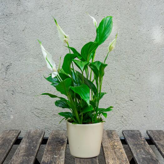 Small Spathiphyllumin in a beige ceramic pot