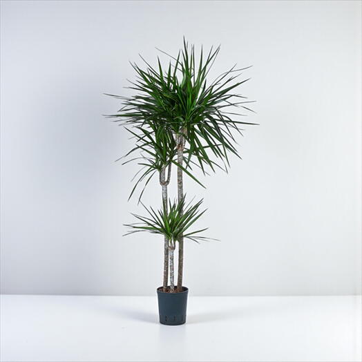Dracaena marginata