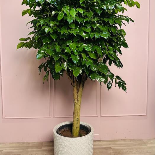 Радермахера 165 см