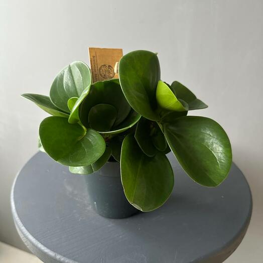 Пеперомия туполистная