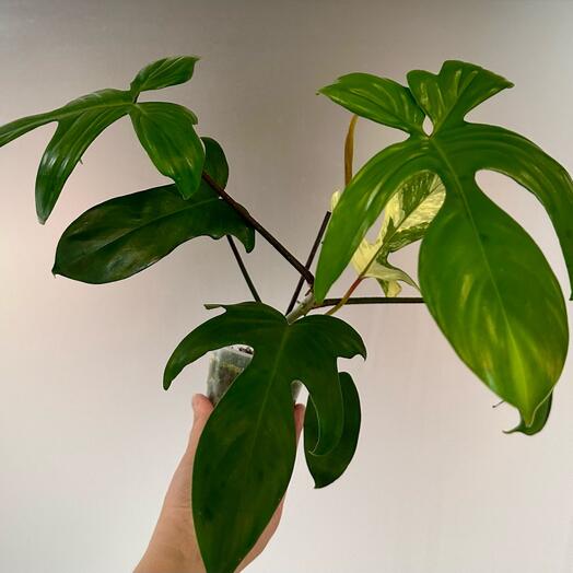 Филодендрон гитаровидный