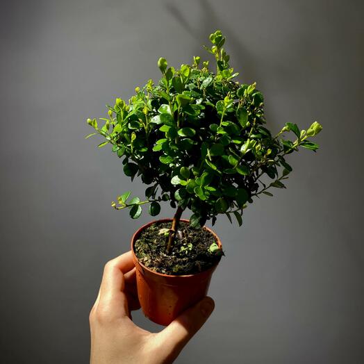 Мирт (Миртовое дерево) 8 см