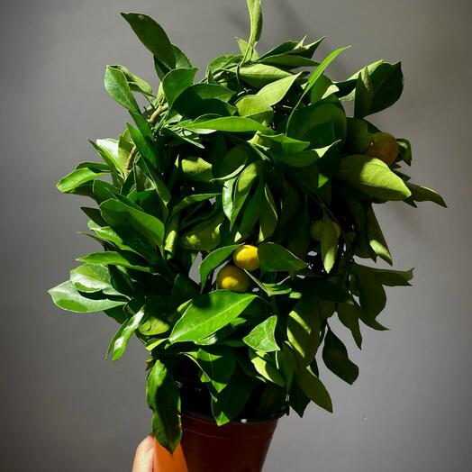 Цитрус Каламондин