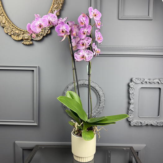Орхидея Фаленопсис розовая для мамы в керамике, высота 75см