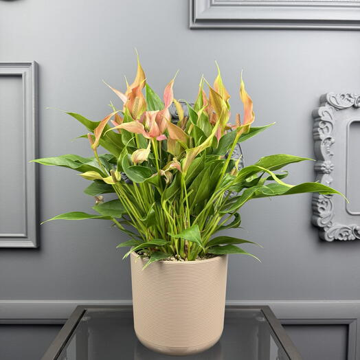 Антуриум лили розовый в кашпо D 14 Высота 45 см