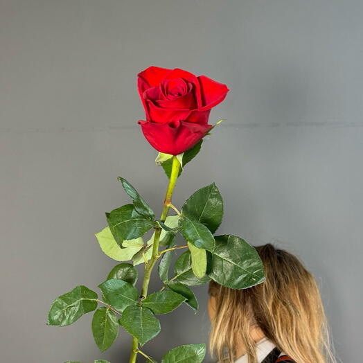 Розы 180 премиум эквадор