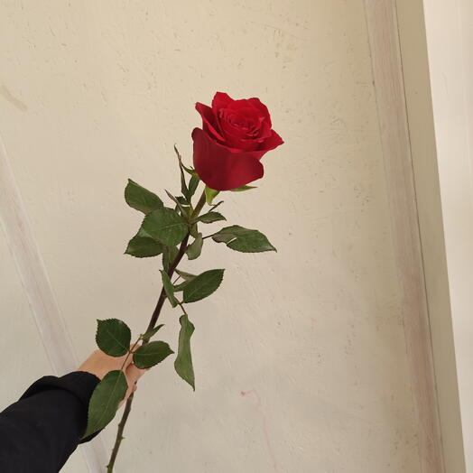 Красный роза 🌹 Эквадор