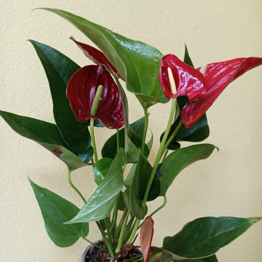 Антуриум Бордо