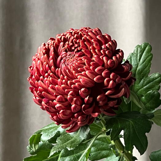 🫦Сортовая одноголовая хризантема Бигуди рэд Bigoudi Red. Осеняя хризантема любимой девушке, жене, женщине, маме букет хризантем