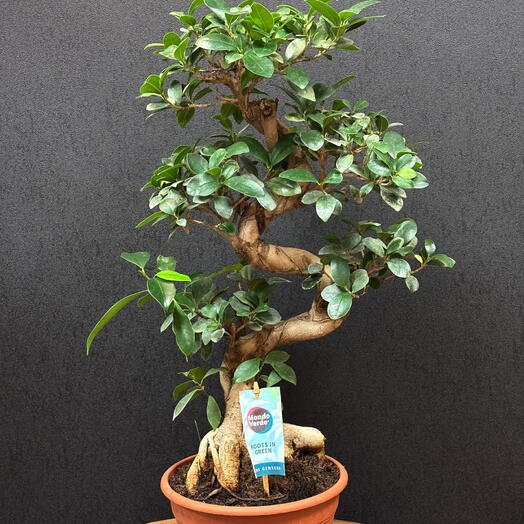 Гинсенг Бонсай, крупный