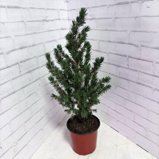 Ель канадская Коника