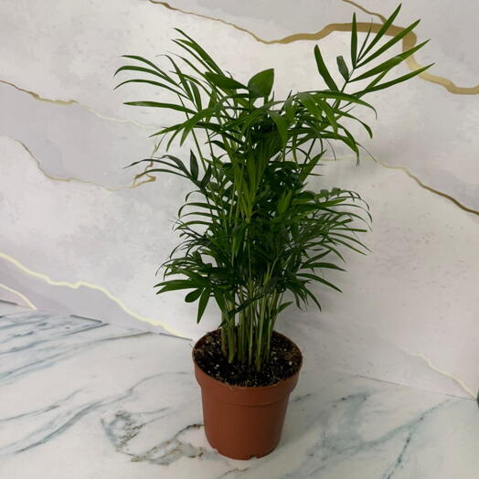 Хамедорея мал