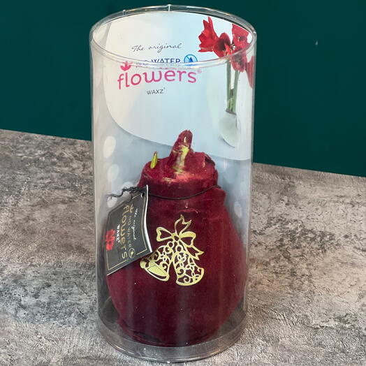 Луковица Амариллиса в бархатном оформлении