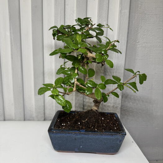 Бонсай кармона цветущая