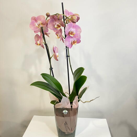 Орхидея Фаленопсис Ханни Пич