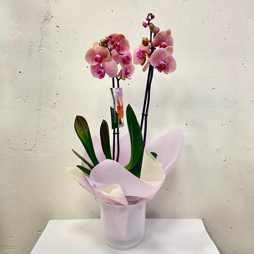 Орхидея Фаленопсис Голден Эпл