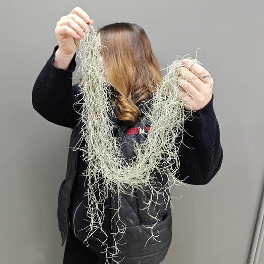 Комнатное растение Тиландсия уснеевидная