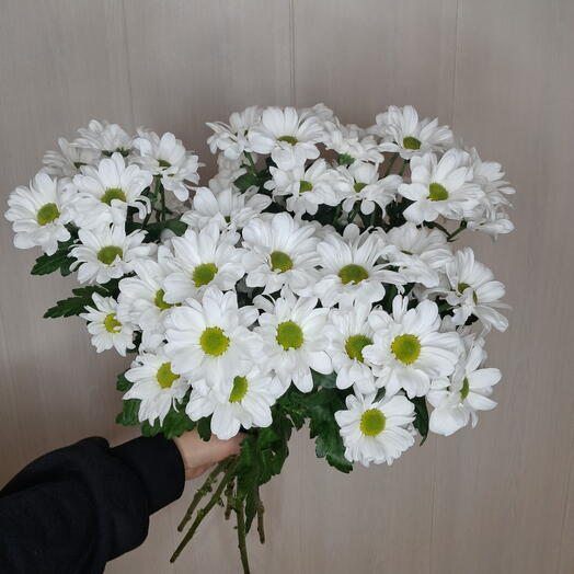 Хризантема Кеннеди 5