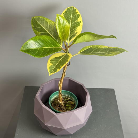 Элегантный витой Фикус в стильном лавандовом горшке 💚💜