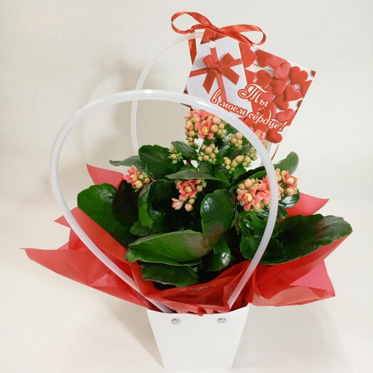 Каланхоэ красно оранжевый