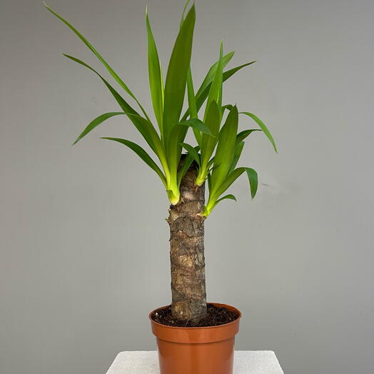 YUCCA юкка пальмовая D12 H45