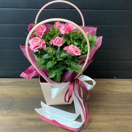 Комнатное растение Роза яркая