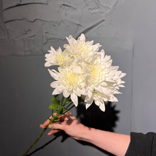 Хризантема кустовая белая