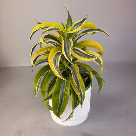 ДРАЦЕНА (DRACAENA) FRAGANS LEMON