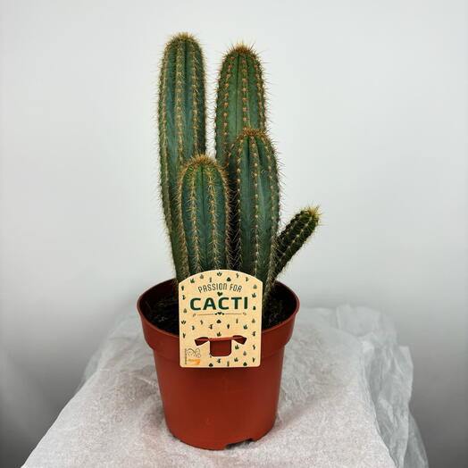 Кактус в горшке🌵