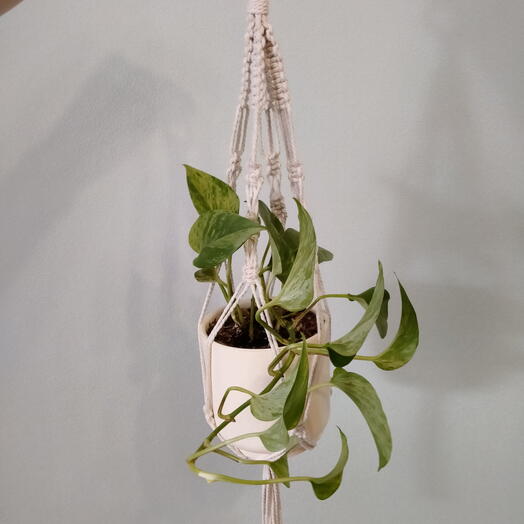 Эпипремнум Marble Queen в подвесном кашпо макраме