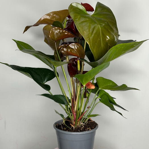 Бордовый антуриум