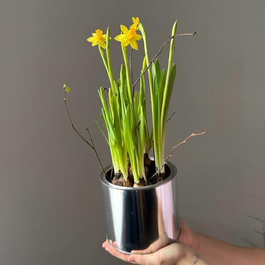 Нарциссы в металле - весна в дом