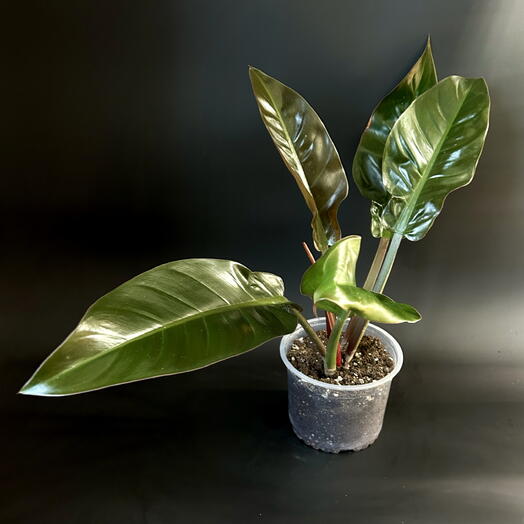 Раскидистый Филодендрон Империал Рэд